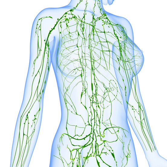 Système lymphatique
